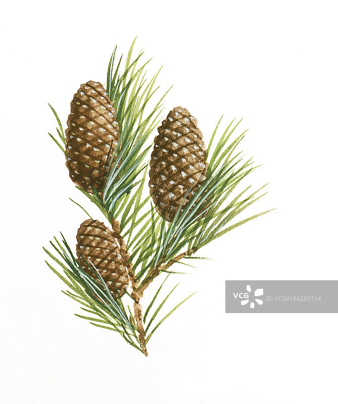 三个松科植物（针叶树）松果和针叶插图图片素材