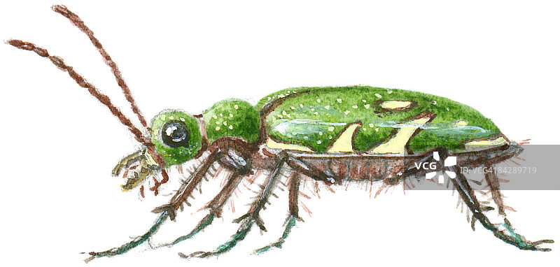 六斑虎甲虫插画图片素材