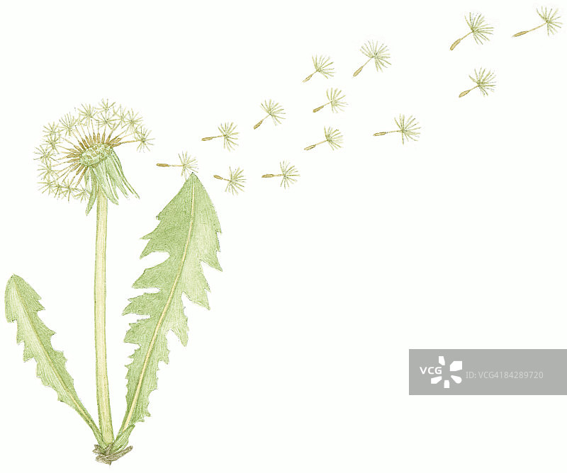 蒲公英种子传播插图图片素材