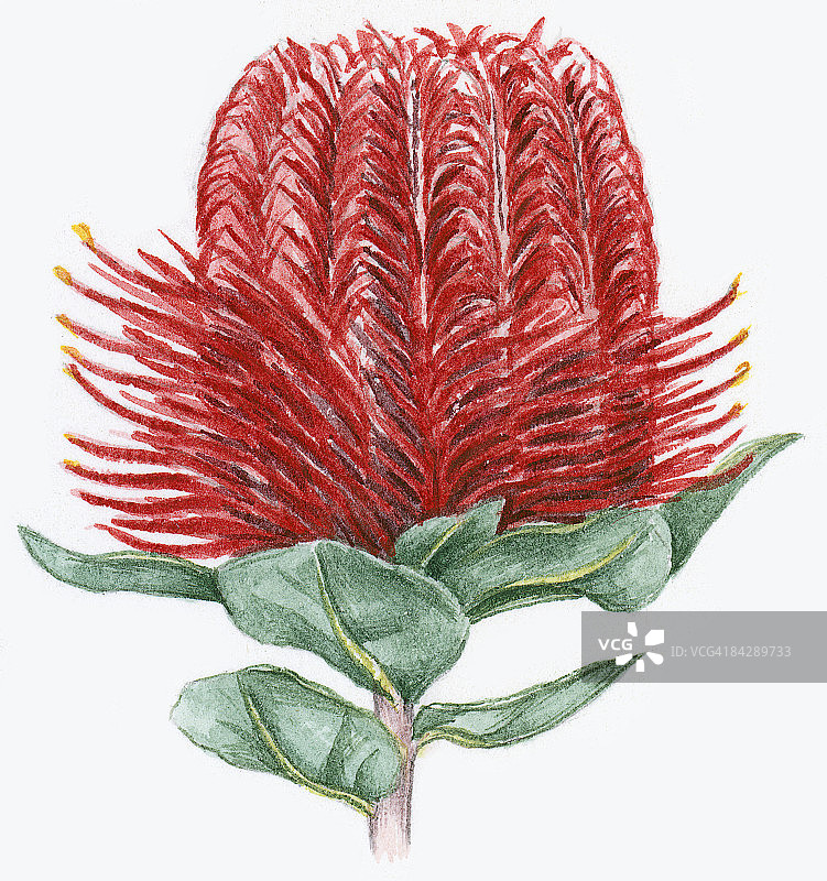 红花和绿叶的 Banksia coccinea (猩红 Banksia) 插画图片素材