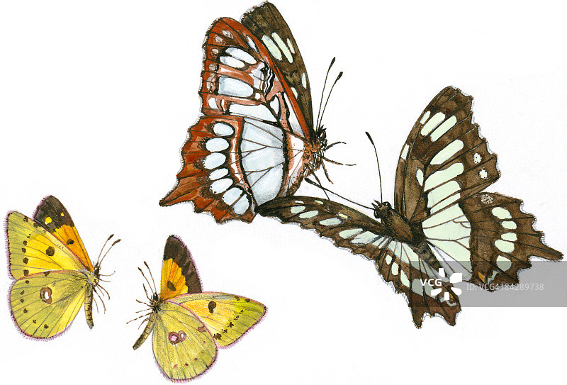 燕尾蝶与小蛾飞舞插画图片素材