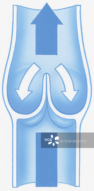 阻止血液回流的瓣膜图片素材