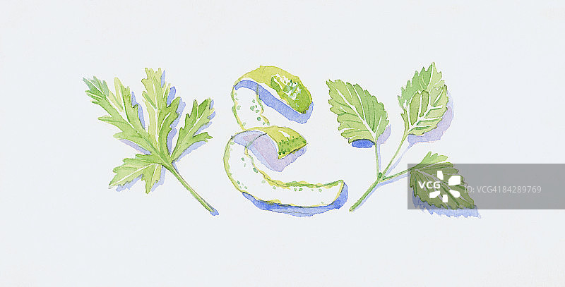 绿色天竺葵柠檬香蜂草佛手柑橙皮叶子插画图片素材