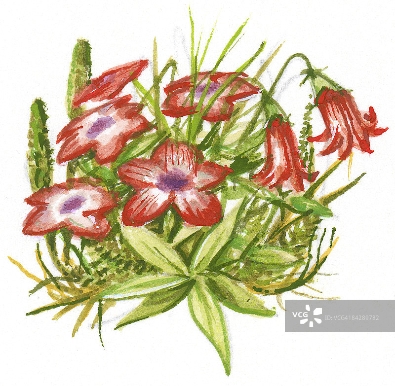 耐寒的红色花朵与绿色叶子插画图片素材