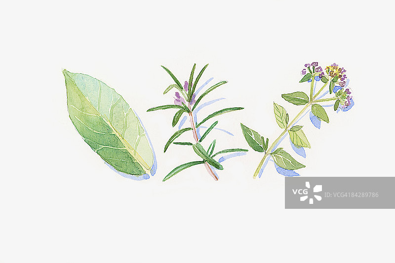 绿色桉树叶、迷迭香和马郁兰茎、花叶插画图片素材