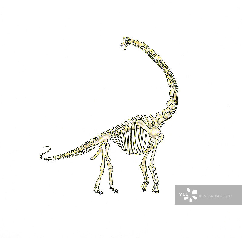 腕龙恐龙骨骼插画图片素材