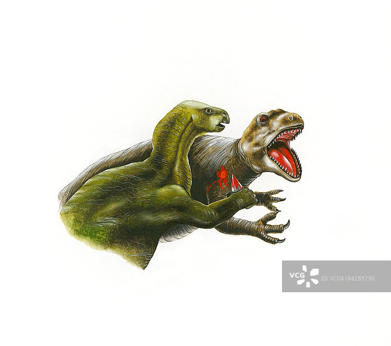 禽龙用尖爪攻击艾伯塔龙的插画图片素材