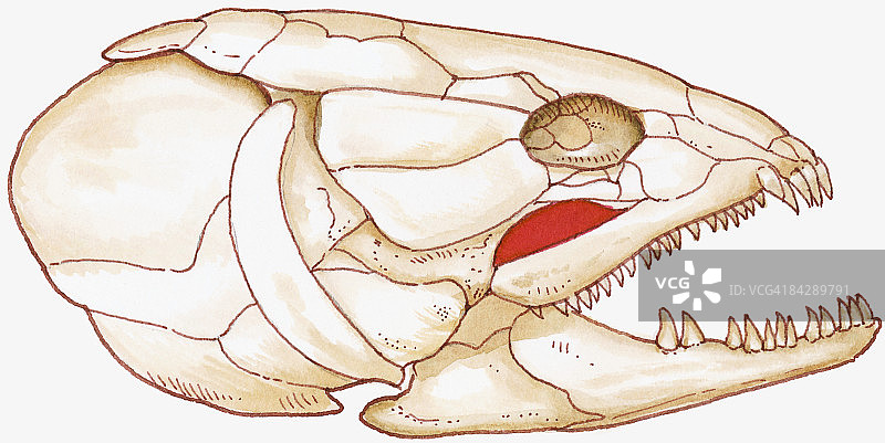 弓鳍鱼插画（阿米亚卡尔瓦），显示强大的下颚骨骼图片素材