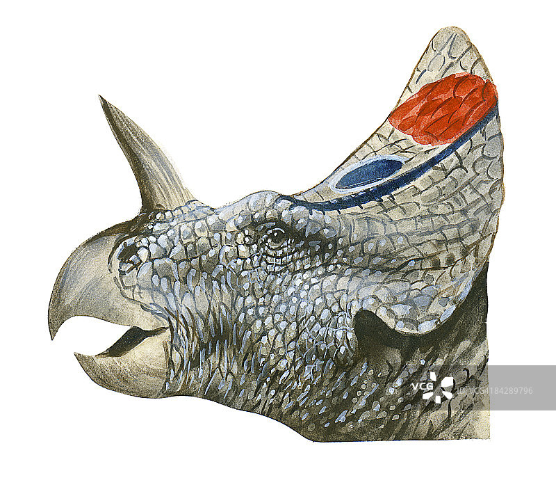 尖角龙插画：侧面头部，显示骨质冠、鼻子上方的尖角和喙状嘴图片素材