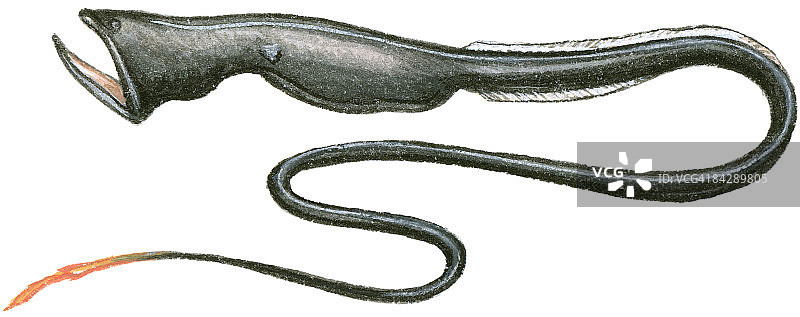 伞口吞噬鳗插画，一种深海鱼，也称为鹈鹕鳗，具有大嘴和长尾巴图片素材