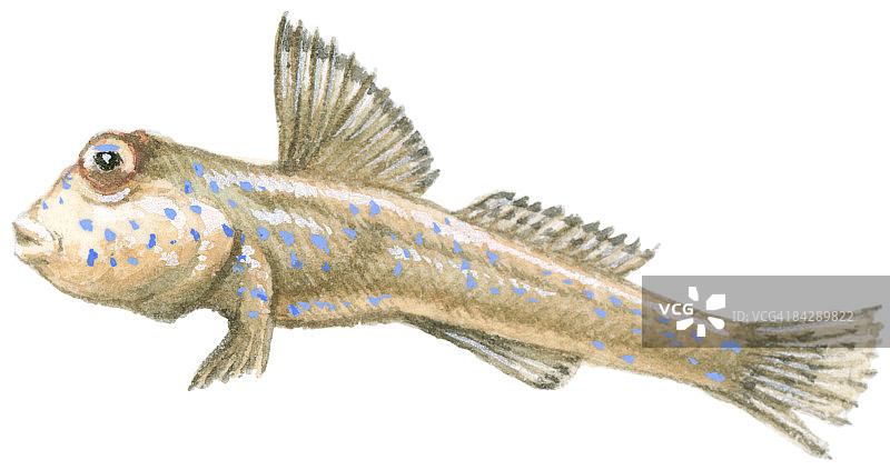 大弹涂鱼插图：一种头大、眼球凸出、胸鳍如手臂的两栖鱼类图片素材