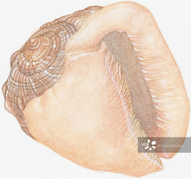 红帽骨螺空壳（显示孔或开口）插画图片素材
