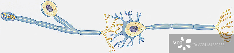 人类神经细胞横截面插图，显示树突、胞体、轴突、细胞核、结和髓鞘图片素材
