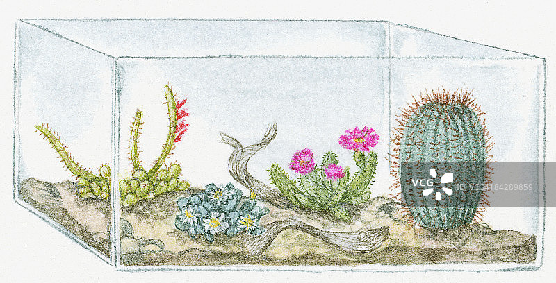 玻璃鱼缸中仙人掌和多肉植物插画图片素材