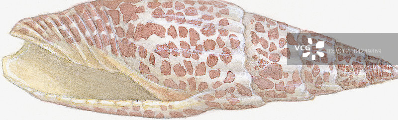 主教法冠海螺插图，展示橙色斑点的蜗牛壳图片素材