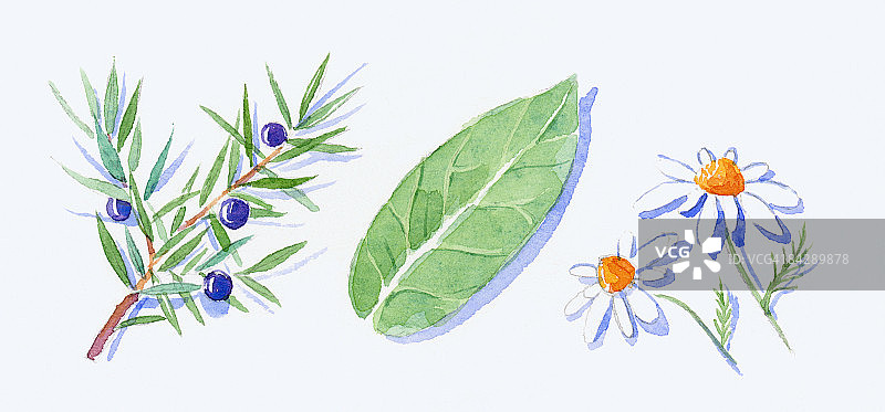 杜松叶、杜松子、桉树叶和德国洋甘菊花卉插画图片素材