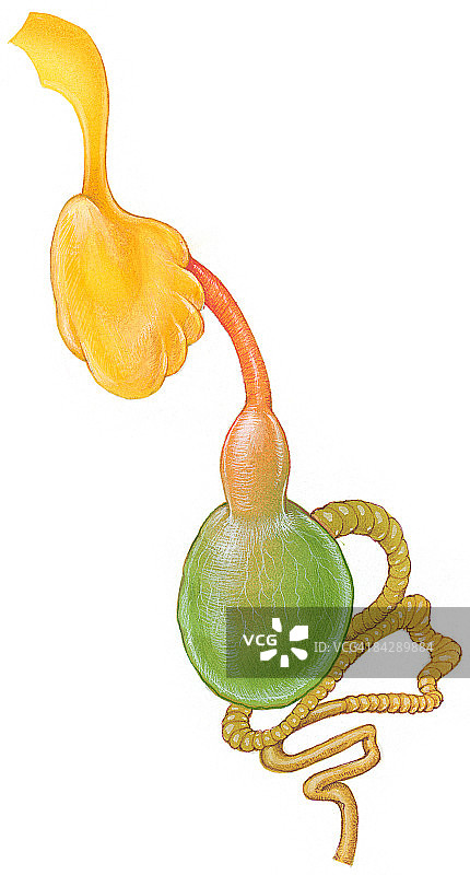 塞内加尔鹦鹉消化系统插画，展示嗉囊、砂囊和肠道图片素材