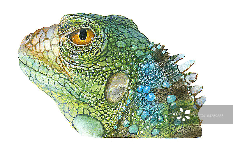 绿鬣蜥头部特写插画，展示鳞状皮肤、颈部脊柱和黄色眼睛图片素材