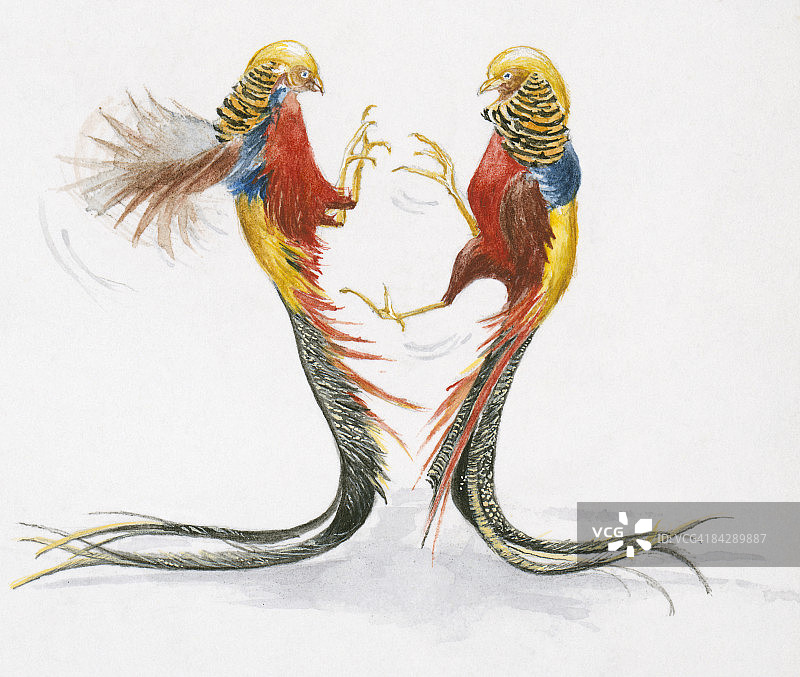 两只雄性红腹锦鸡（金鸡）打斗的插图图片素材