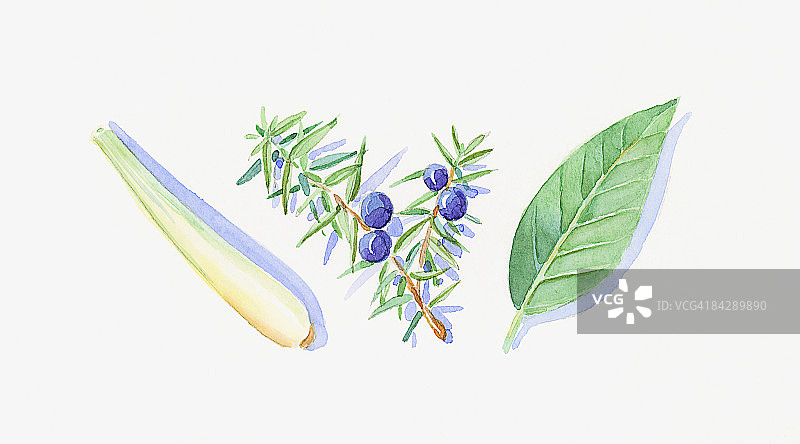 杜松子和树叶在茎上、绿色苦橙叶和柠檬香脂茎的图示图片素材