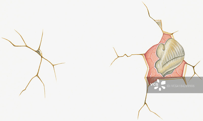 恐龙破壳而出插画图片素材