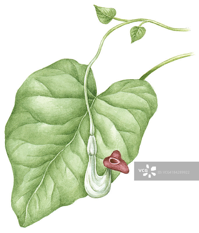 马兜铃植物插画，紫色花朵和绿色叶子图片素材