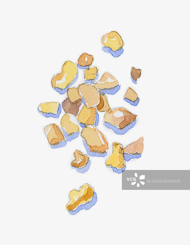 乳香树插画，用于芳香疗法精油的树脂成分图片素材