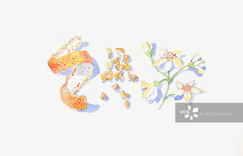 橘子皮、乳香和橙花花梗与花骨朵插画图片素材