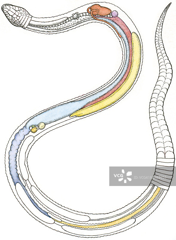 蛇的内部器官插画，包括心脏、肺、肠、胰腺、肾脏和睾丸图片素材