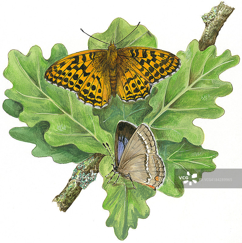 银洗蛱蝶（Argynnis paphia）和紫条灰蝶（Neozephyrus quercus）栖息在树叶上的插图图片素材