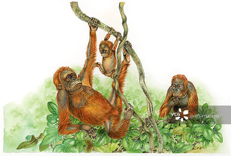 猩猩一家：幼崽和成年雄性在树枝上，雌性在树叶上图片素材