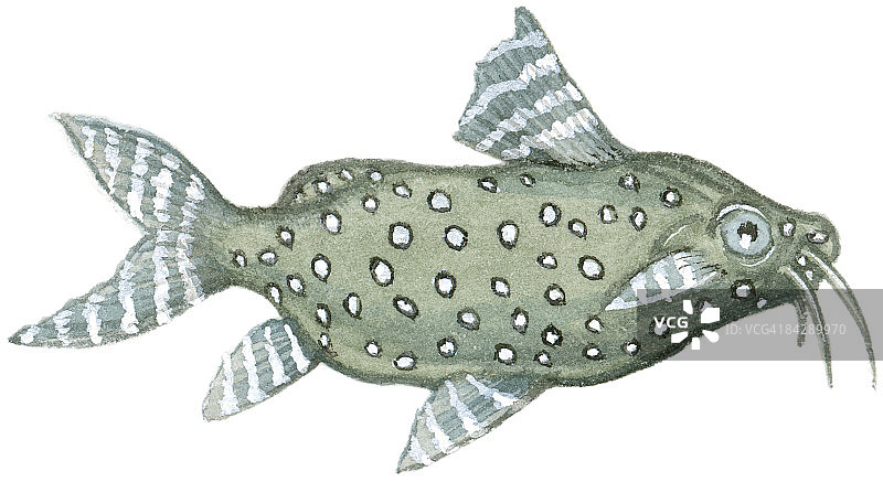 倒立鲶鱼插画：带条纹鳍和长须的斑点淡水鱼图片素材