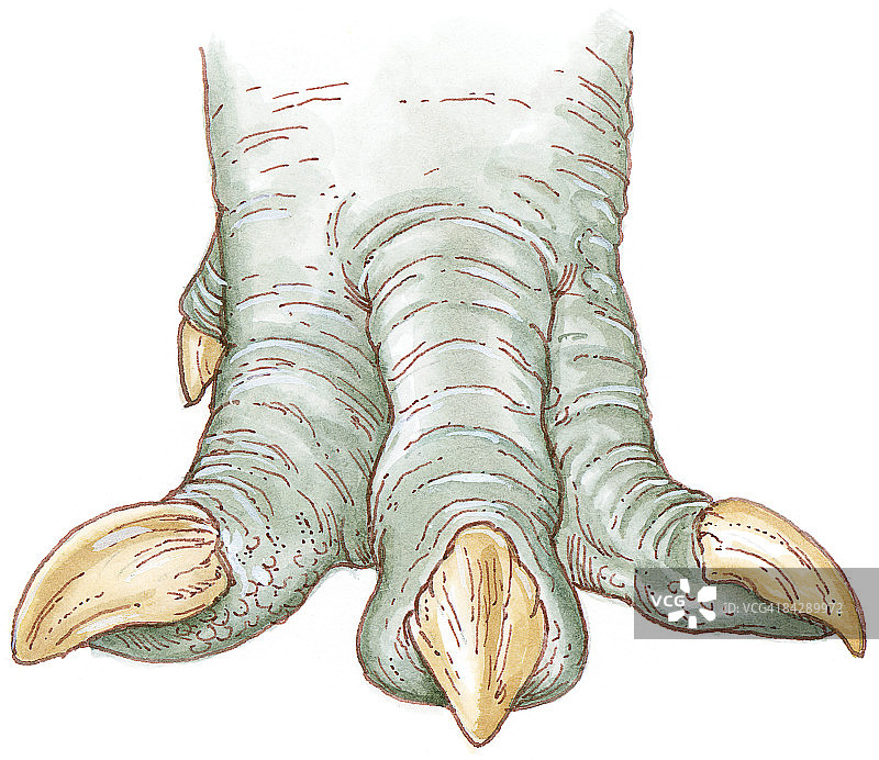 showing weight-bearing toes and inner dew claw Illustration of Allosaurus foot图片素材