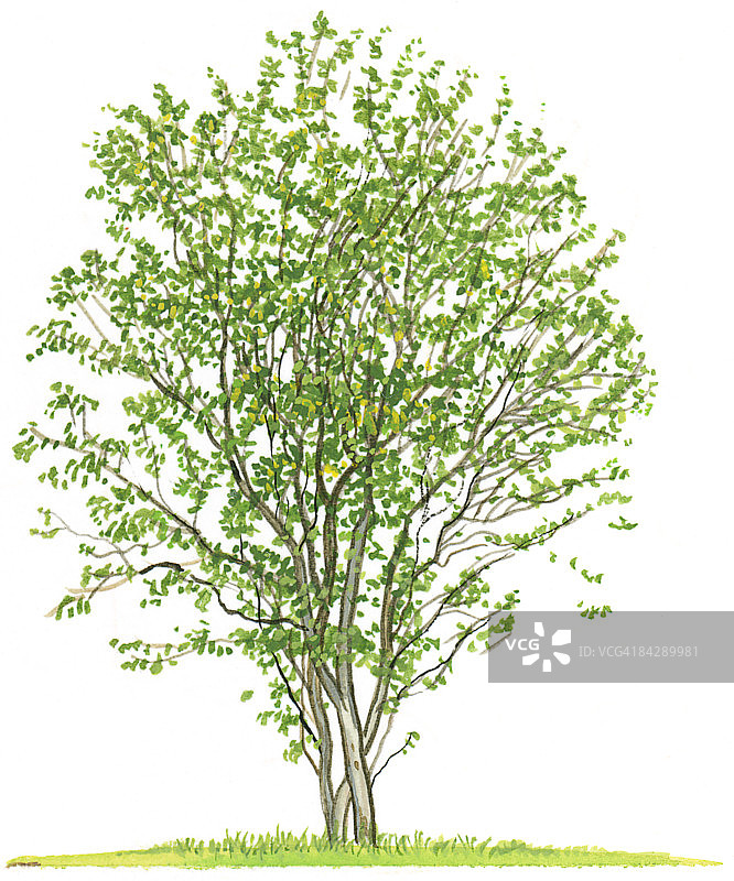 加拿大服务莓（Saskatoon Berries）的插图，一种展示树冠形状和夏季树叶的小树图片素材
