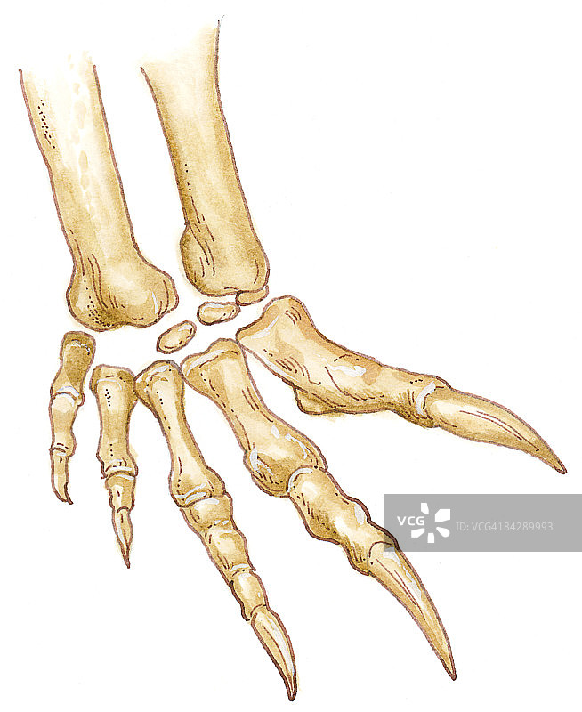 板龙手部插画：显示锋利的爪子图片素材