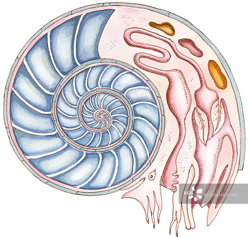 显示螺旋横截面和内部器官的菊石插画图片素材