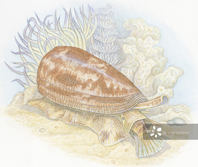芋螺（Conus Striatus）将猎物吸入口中的插图图片素材