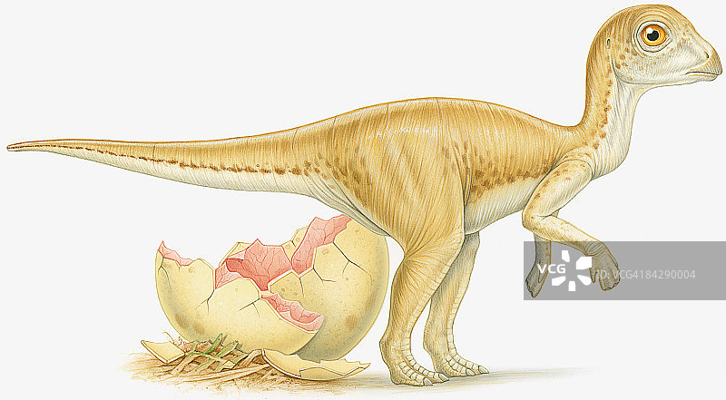 刚孵化的小恐龙和破蛋壳插图图片素材