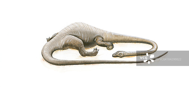 大型巴洛龙恐龙睡觉插画图片素材