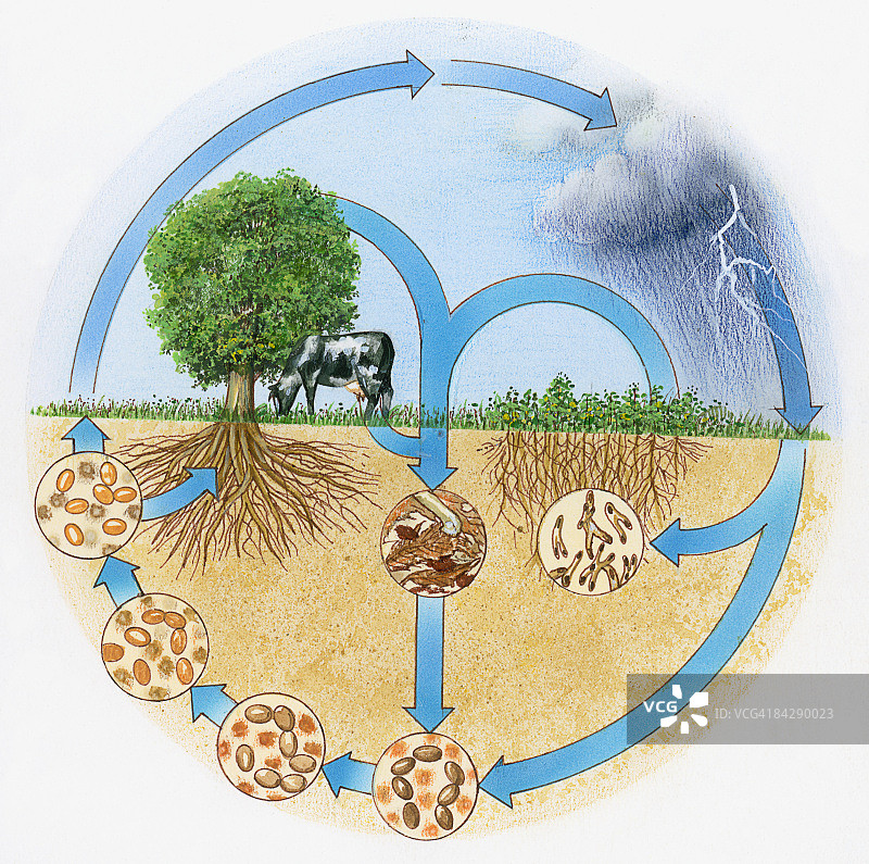氮和水文循环图解图片素材