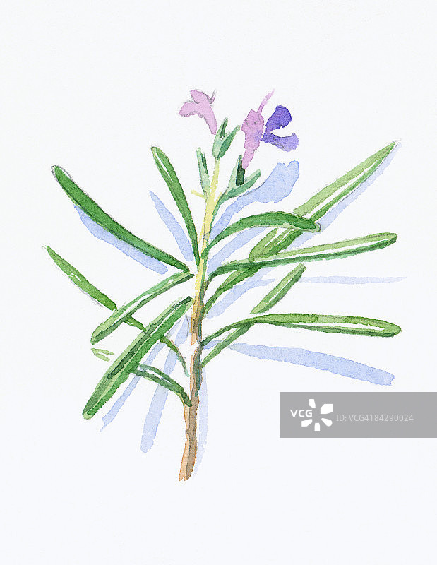 迷迭香，淡紫色花朵与绿色针状叶图片素材
