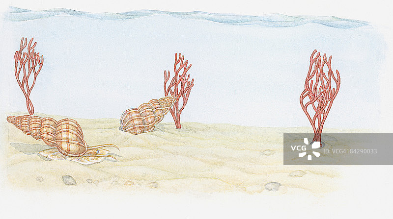海蜗牛和粉红色海扇珊瑚海底生物插画图片素材