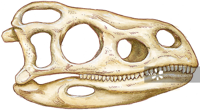 双孔亚纲已灭绝爬行动物头骨插图，展示上颚上的一排尖牙和颞颥孔等孔洞图片素材