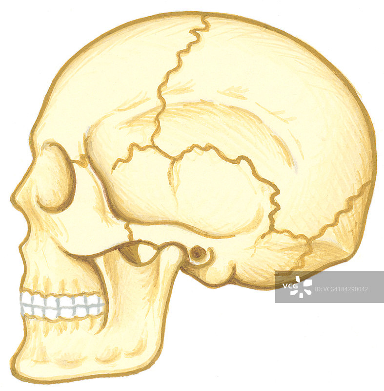 人类头骨固定关节插画图片素材