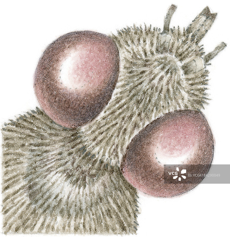 苍蝇（双翅目）头部复眼结构图图片素材