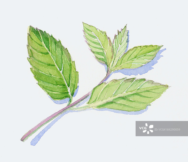 绿色薄荷叶插画图片素材