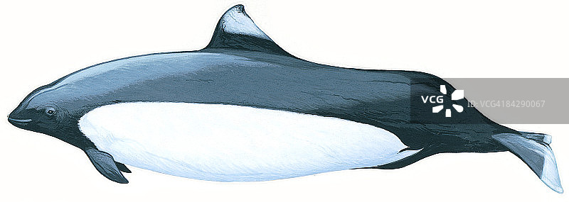 雄性 selection海豚插画图片素材