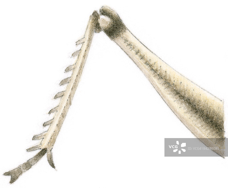 蝗虫腿膝关节跳跃结构插画图片素材