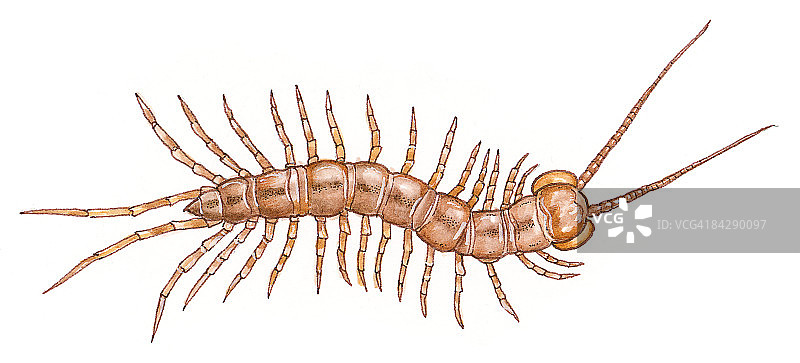 棕色蜈蚣（Lithobius forficatus）插画，多足、分节身体和长触角图片素材