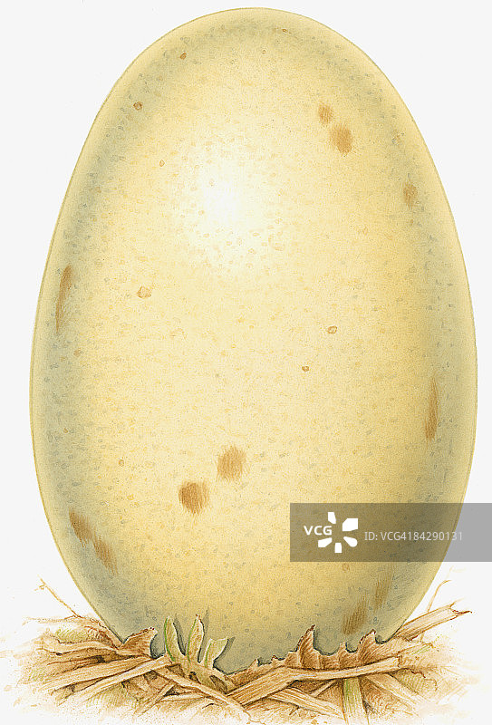 恐龙蛋插画图片素材